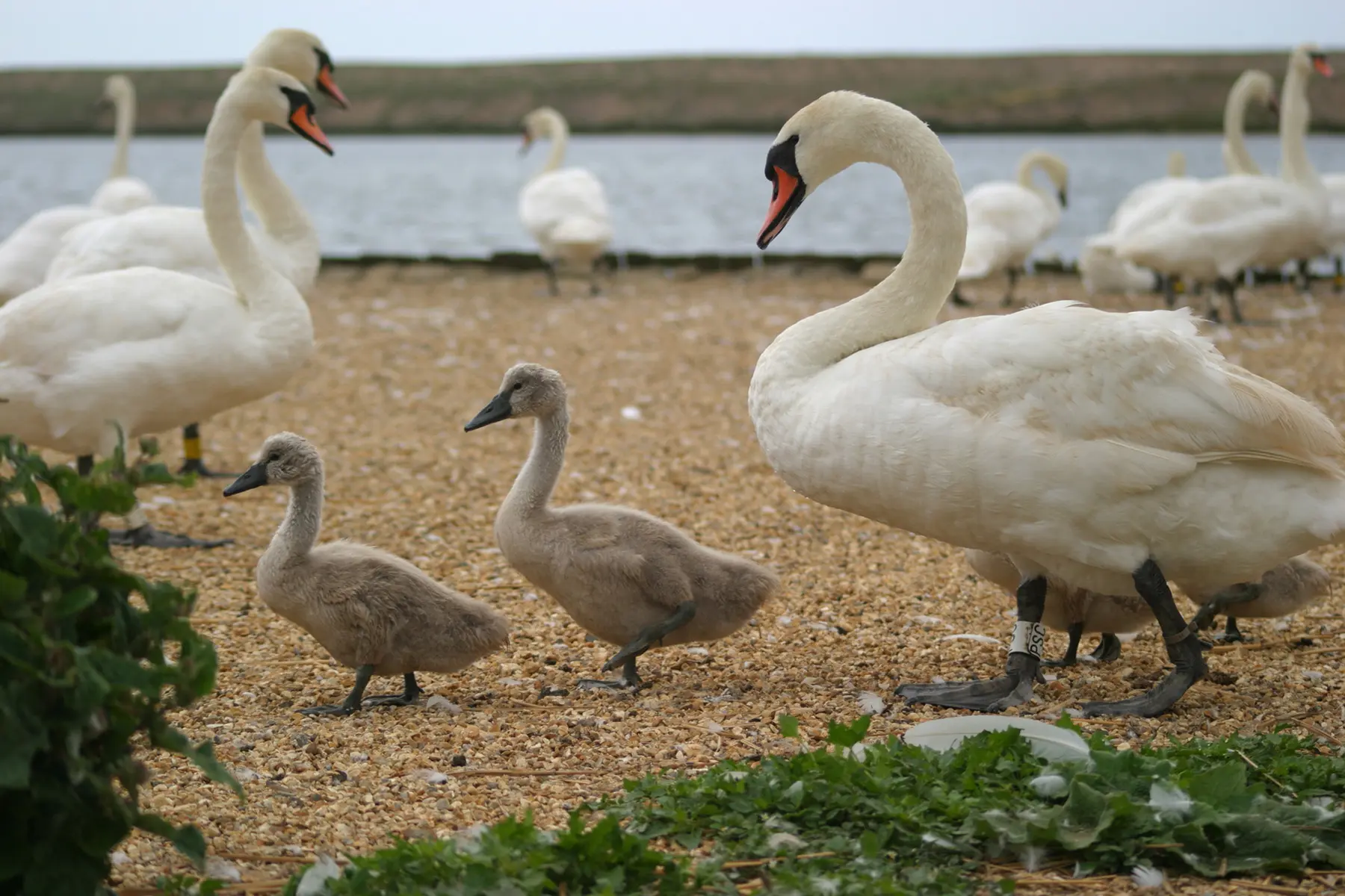 Abbotsbury Swannery