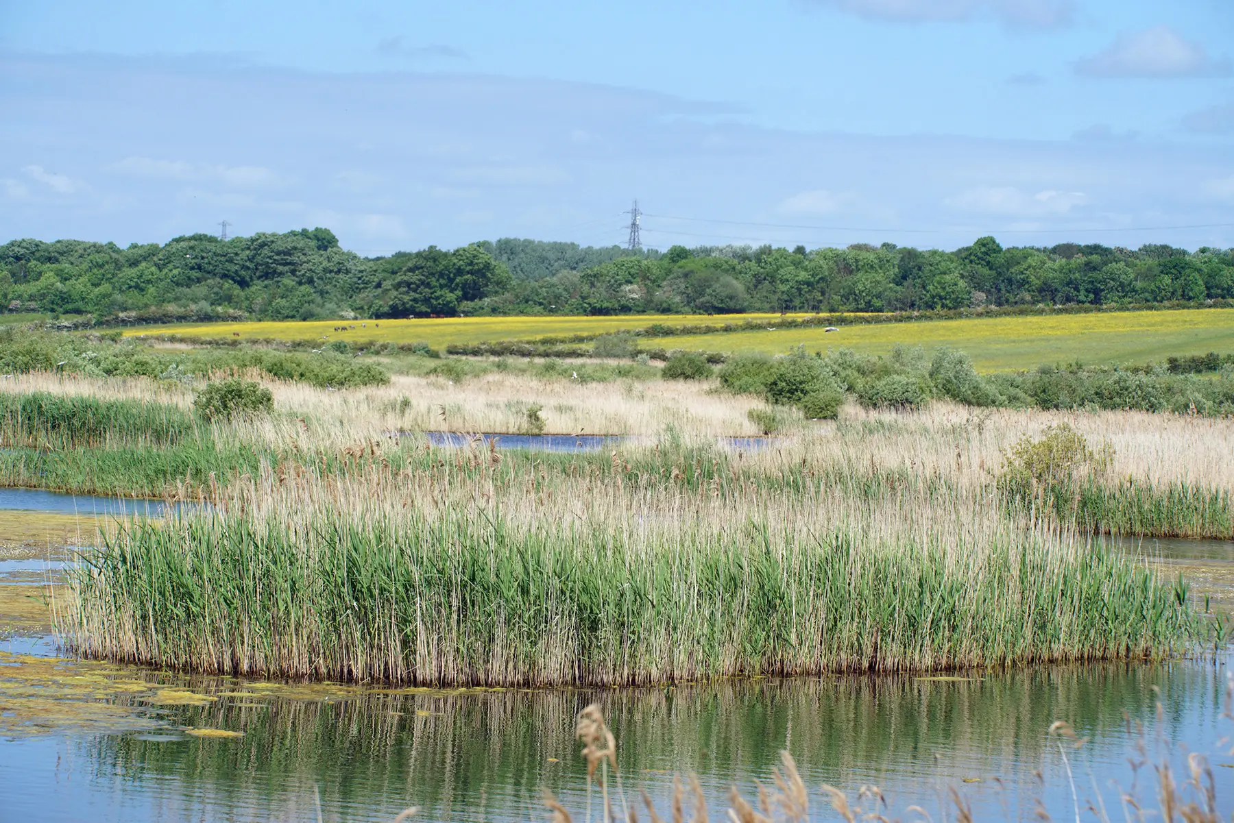 Dungeness National Nature Reserve The Family Parks Group
