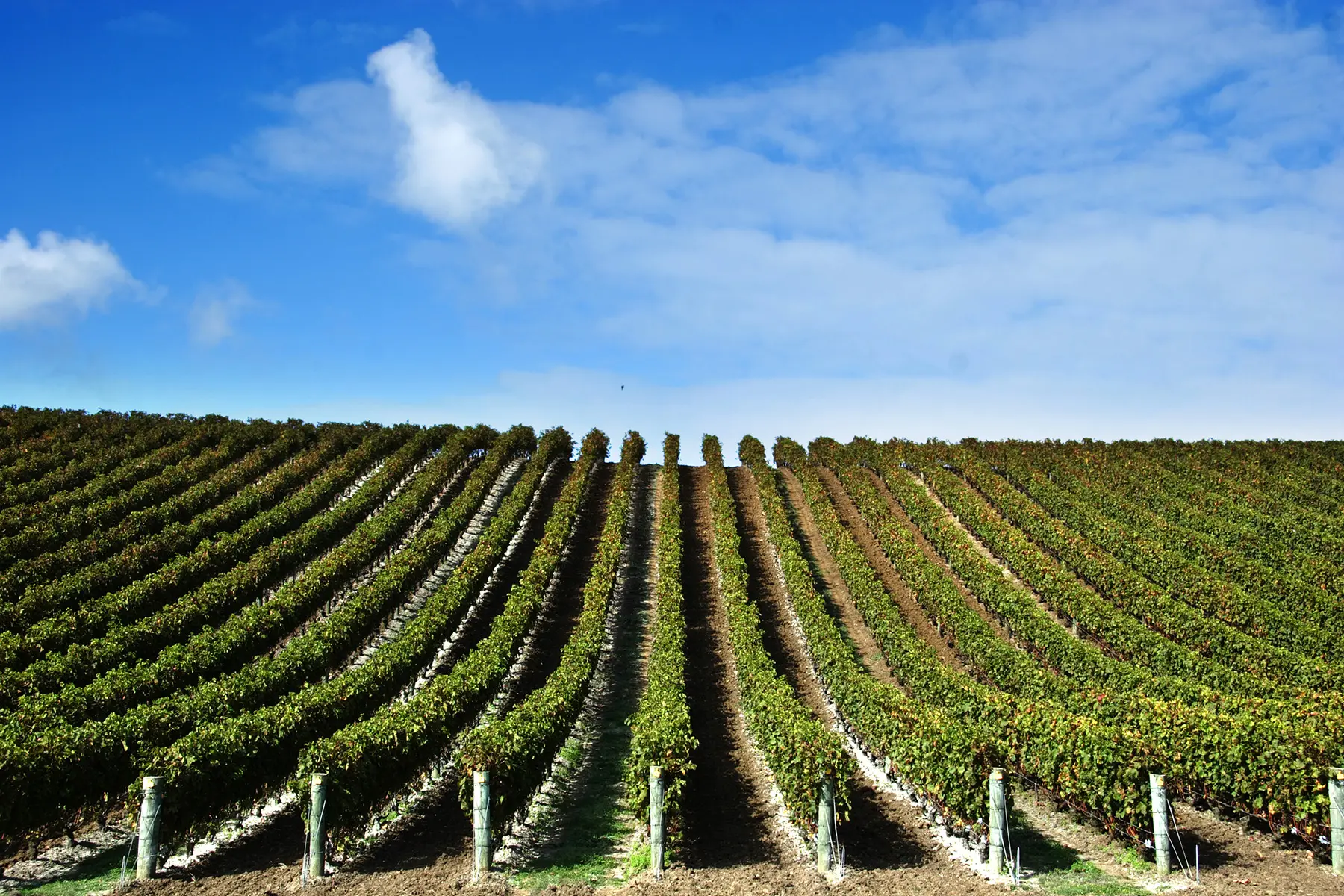 The Chapel Down Winery