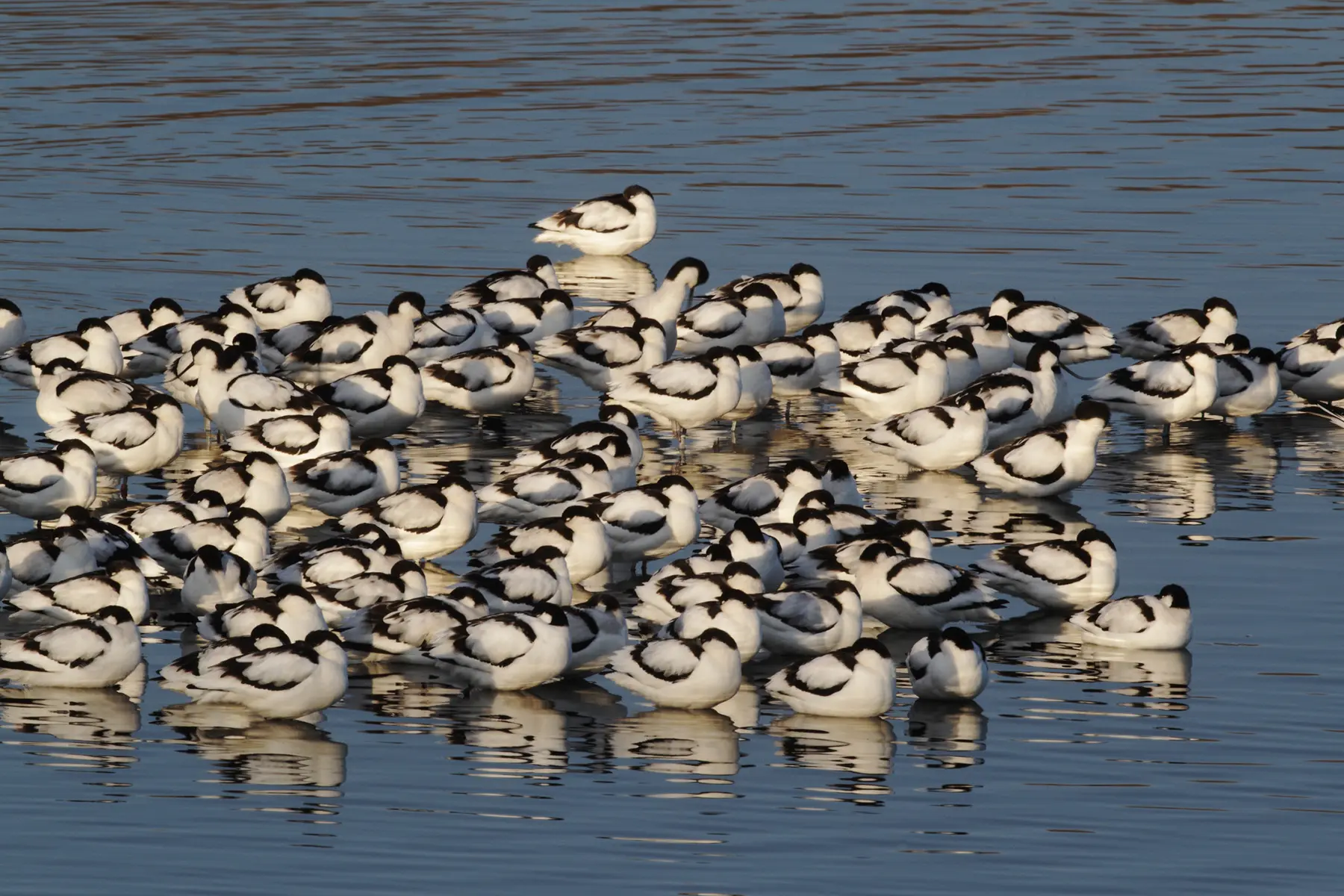 RSPB Snettisham Nature Reserves