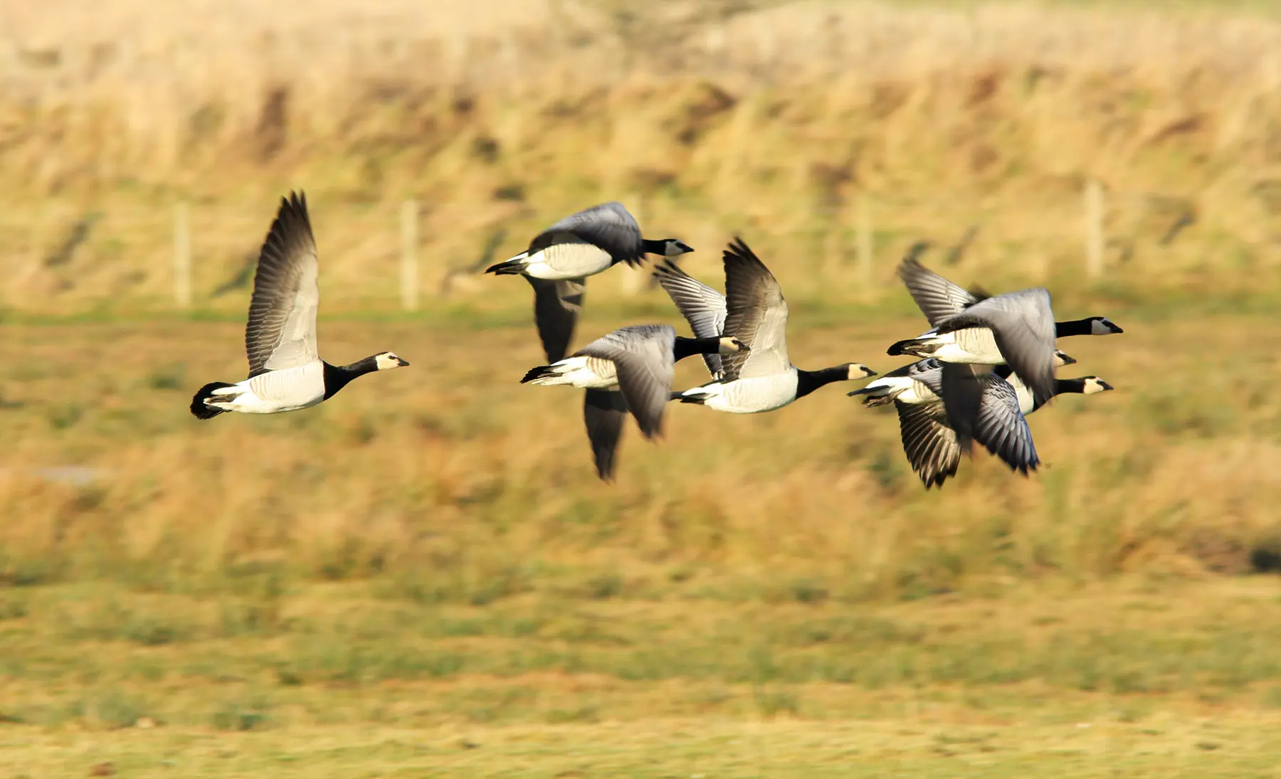 Rye Harbour Nature Reserve