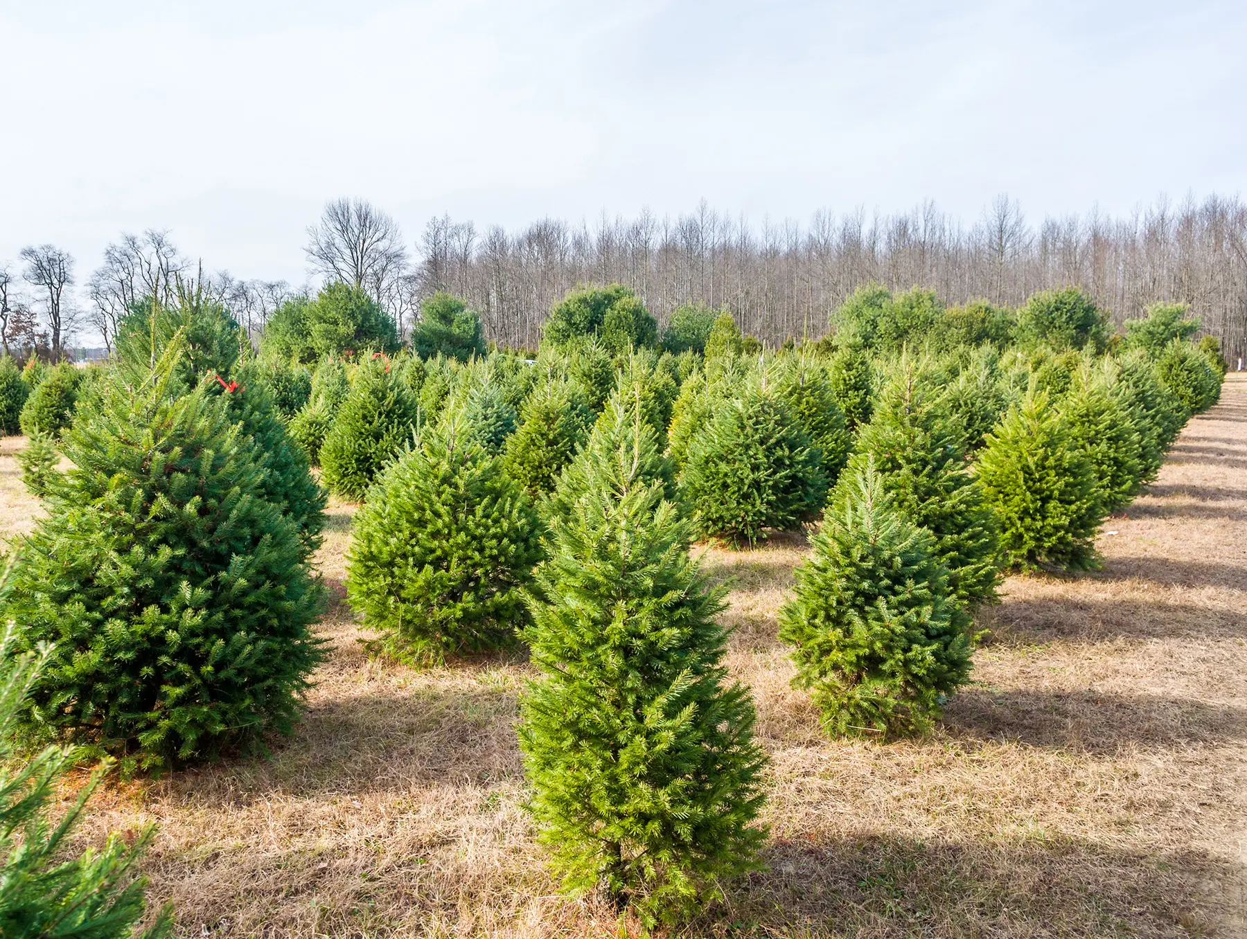 PYO Christmas Tree Experience at Sharnfold Farm 🗓