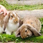 Sharnfold Farm | Near Eastbourne | Pick Your Own in Sussex