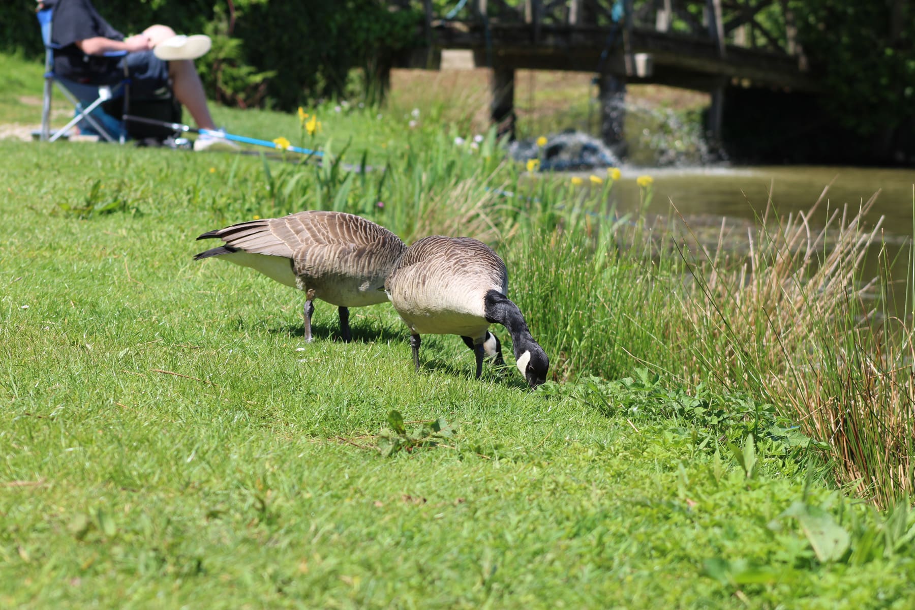 House Lake Geese