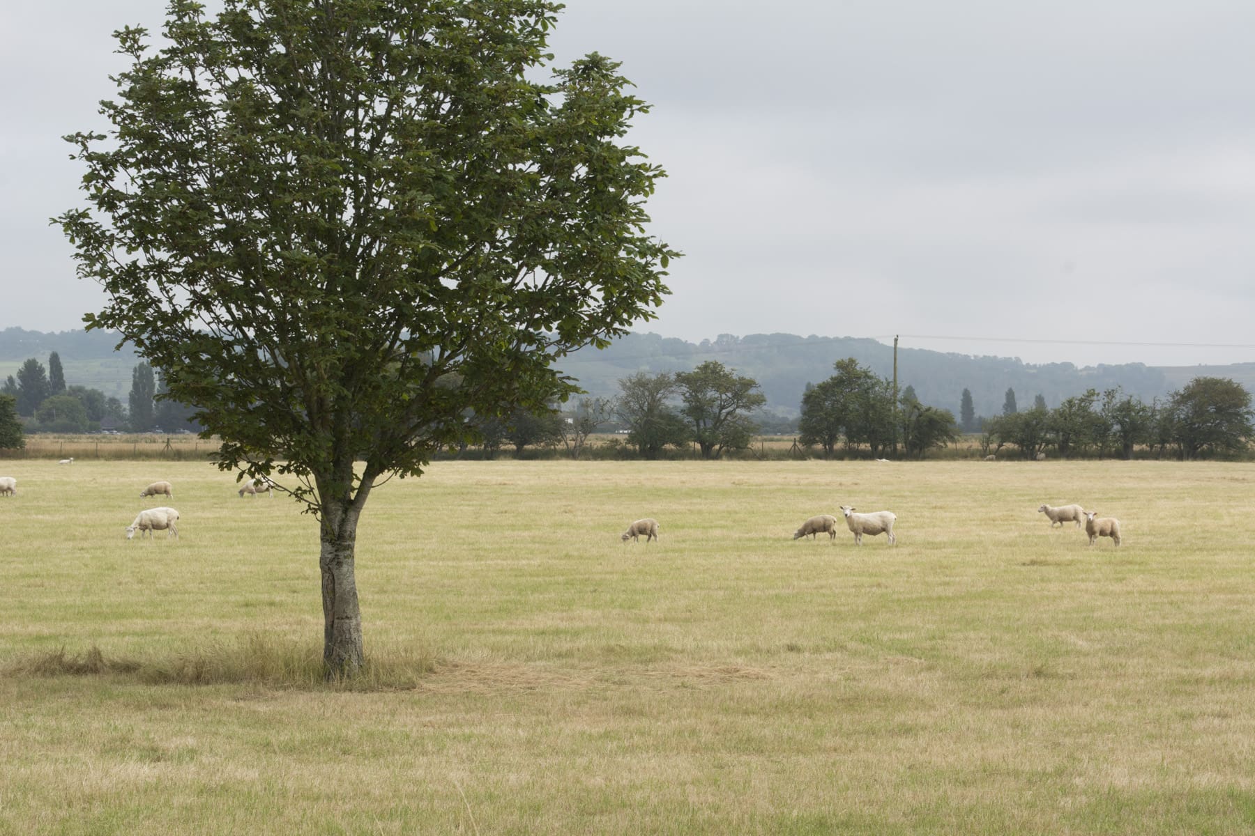 Orchard-views-DSC_1109